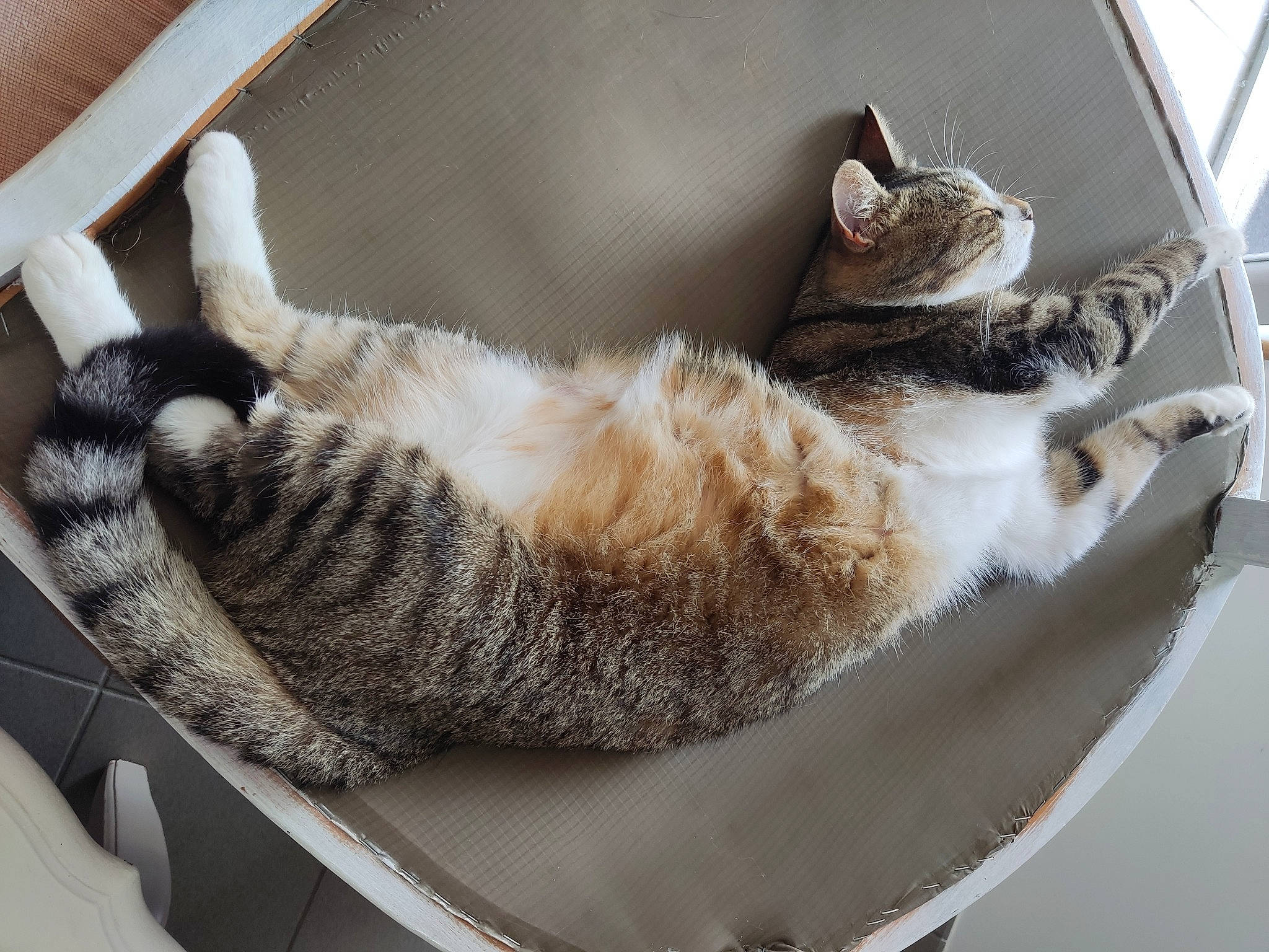 Tokyo a rejoint le concours — aidez-le/la à gagner de superbes lots ! bag, basket, carnivore, cat, cat_bed, cat_supply, claw, comfort, domestic_short_haired_cat, felidae, fur, nap, paw, pet_supply, room, sleep, small_to_medium_sized_cats, tail, whiskers, window