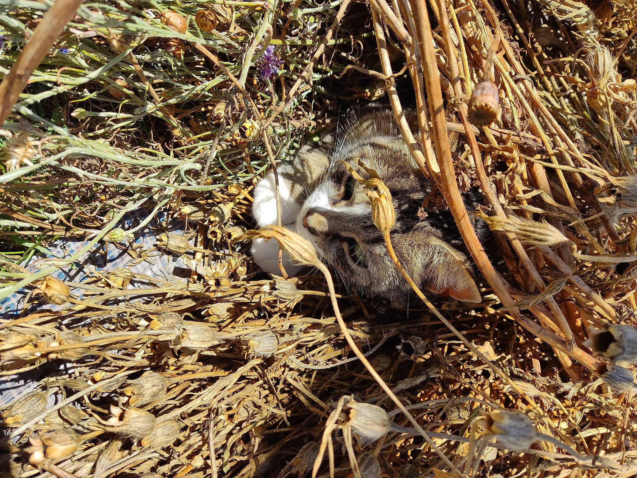 Tokyo a rejoint le concours — aidez-le/la à gagner de superbes lots ! branch, event, grass, metal, natural_material, plant, plant_stem, pollution, root, scrap, soil, straw, terrestrial_animal, tree, trunk, twig, waste, wildlife, wood