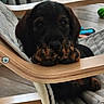 puppy, dog, black_and_tan, paws, chair, wooden_armrest, cushion, indoors, pet, cute, resting, face, closeup, floor, toy, home, cozy, animal, adorable, young