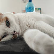 Mishka a rejoint le concours — aidez-le/la à gagner de superbes lots ! cat, white_cat, orange_cat, pet, close_up, lying_down, paw, relaxed, indoor, feline, animal, fur, whiskers, sleepy, domestic_cat, table, background_blur, bottle, soft_light, resting