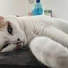 cat, white_cat, orange_cat, pet, close_up, lying_down, paw, relaxed, indoor, feline, animal, fur, whiskers, sleepy, domestic_cat, table, background_blur, bottle, soft_light, resting