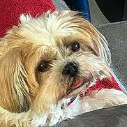 Iris participe au concours pour gagner de l'argent avec cette photo : dog, pet, fluffy, couch, indoor, resting, tongue_out, fur, close_up, cozy, red_blanket, curious, cute, animal, companion, relaxed, home, domestic, small_dog, furry