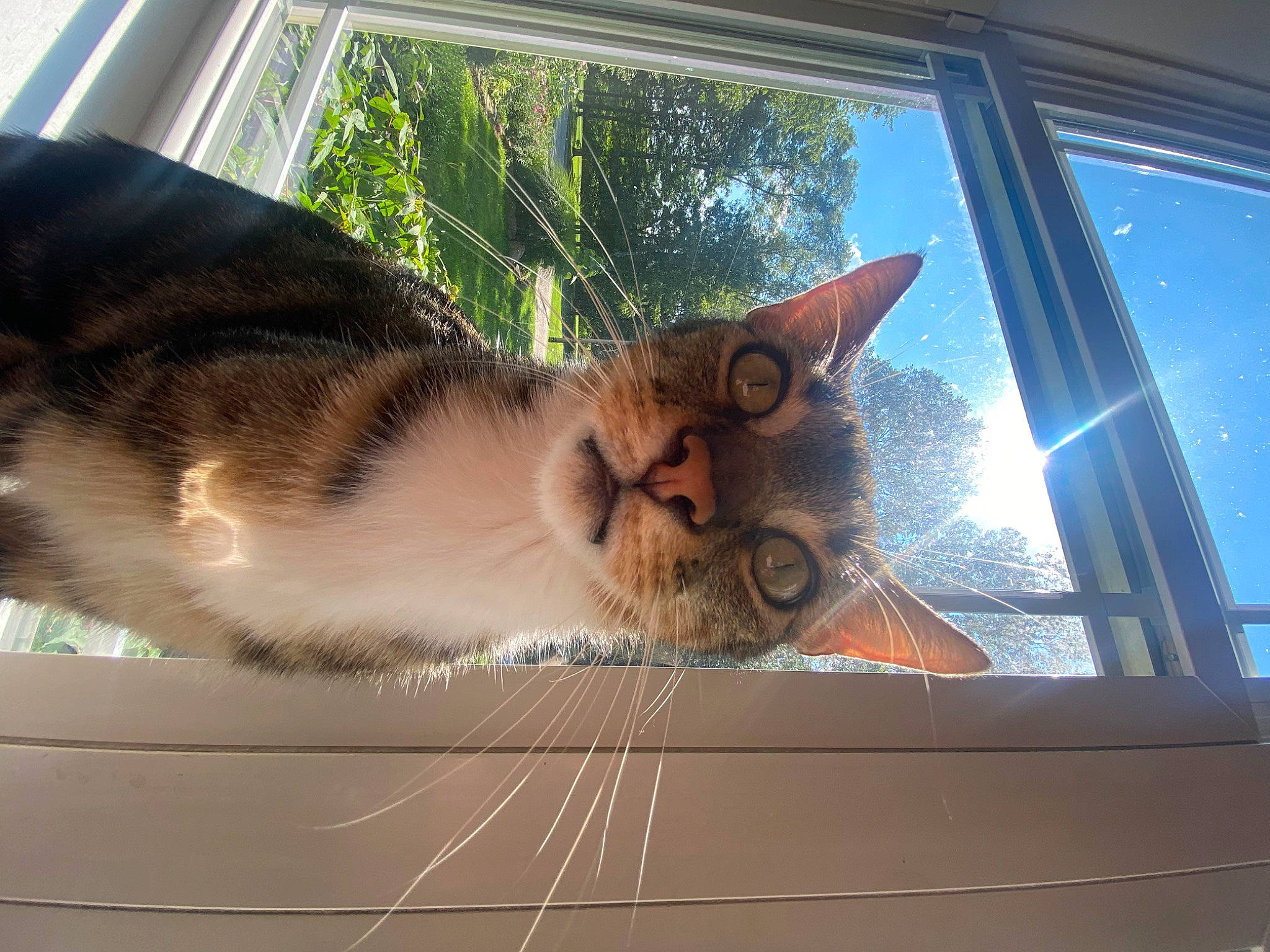 Neuro joined the competition — help win amazing prizes! carnivore, cat, domestic_short_haired_cat, fawn, felidae, fur, glass, house, plant, sash_window, shade, small_to_medium_sized_cats, snout, tail, tints_and_shades, tree, vehicle_door, whiskers, window, wood