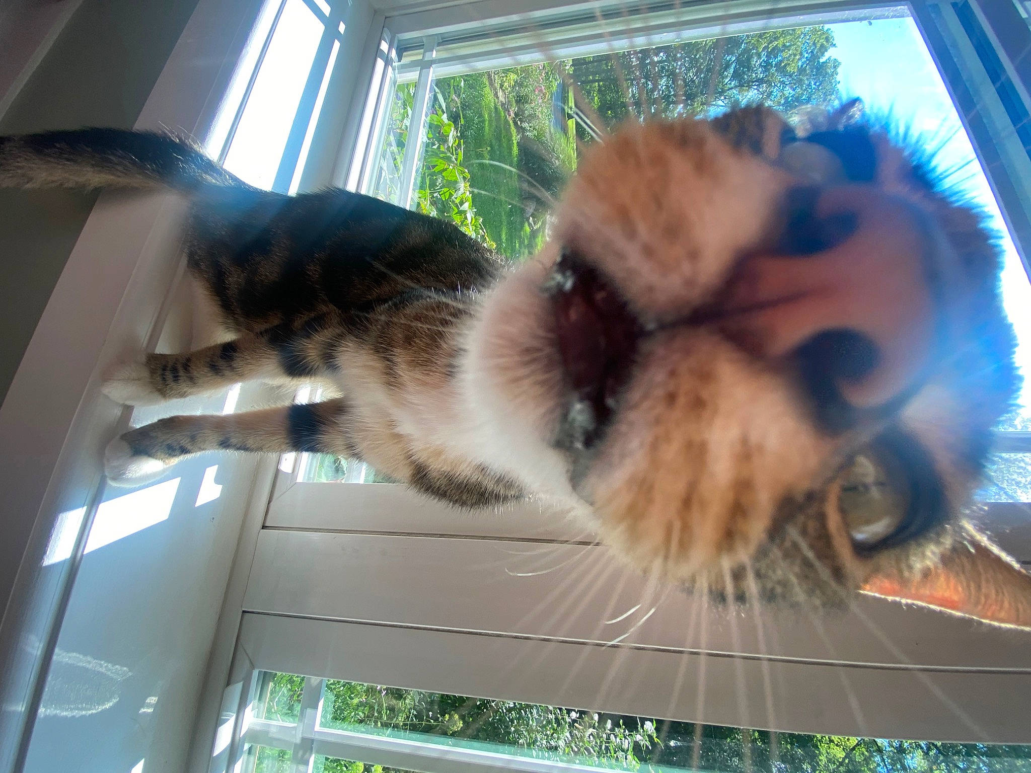 Neuro is registered to the contest to win money with this photo: blue, canidae, carnivore, cat, collar, companion_dog, dog_breed, domestic_short_haired_cat, fawn, felidae, fur, mammal, paw, small_to_medium_sized_cats, snout, sporting_group, tail, tree, whiskers, window