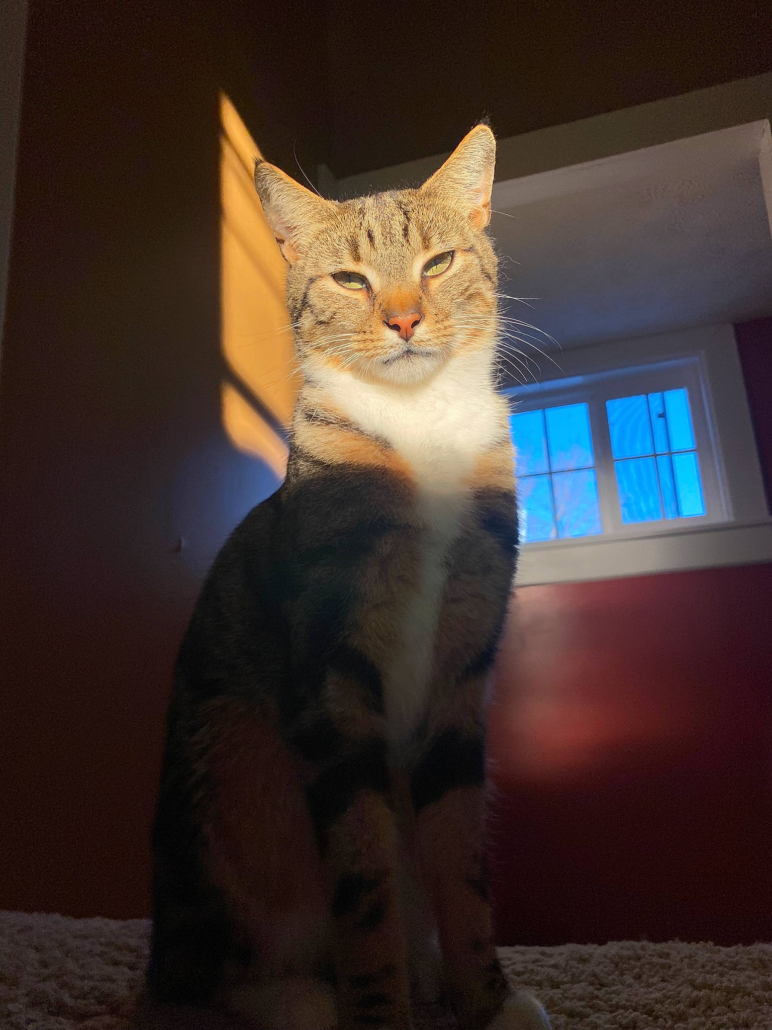 Neuro is registered to the contest to win money with this photo: art, carnivore, cat, claw, darkness, domestic_short_haired_cat, fawn, felidae, fur, paw, sitting, small_to_medium_sized_cats, snout, tail, terrestrial_animal, whiskers, wildlife, window, wood