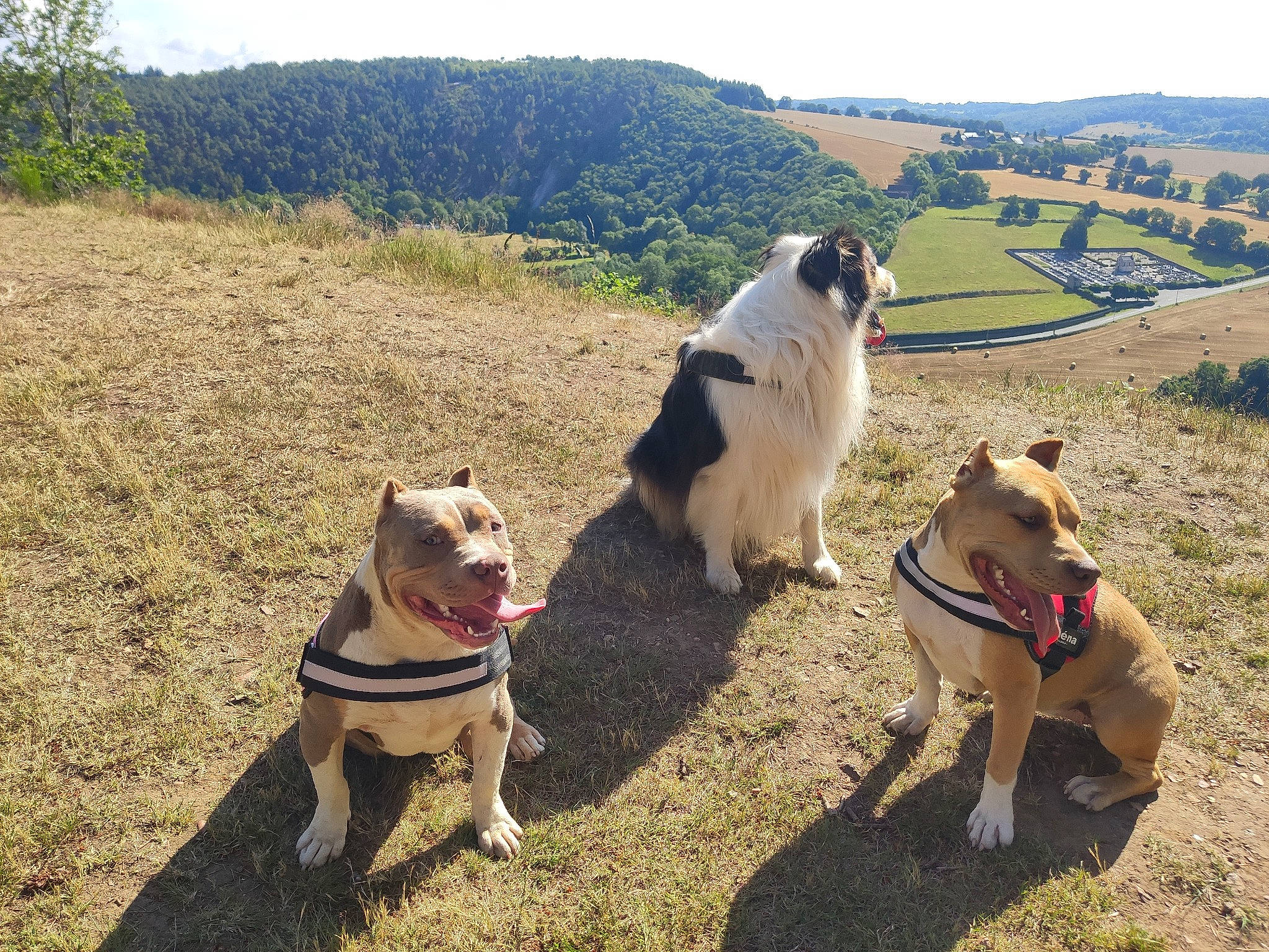 Athéna participe au concours pour gagner de l'argent avec cette photo : canidae, carnivore, collar, companion_dog, dog, dog_breed, dog_collar, fashion_accessory, fawn, grass, hill, landscape, leash, mountain, pet_supply, plant, sky, sporting_group, tree, working_animal