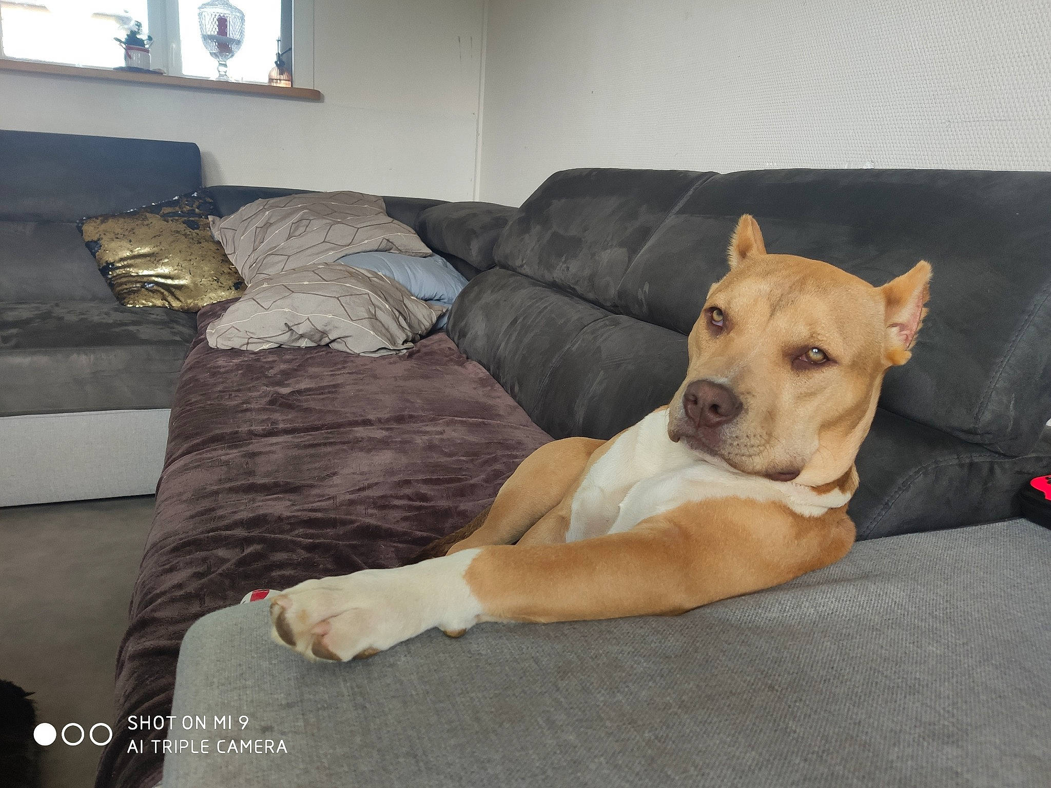 Athéna a rejoint le concours — aidez-le/la à gagner de superbes lots ! carnivore, collar, comfort, companion_dog, couch, dog, dog_breed, dog_supply, fawn, flooring, guard_dog, hardwood, living_room, pet_supply, picture_frame, sofa_bed, studio_couch, terrestrial_animal, wood, working_animal