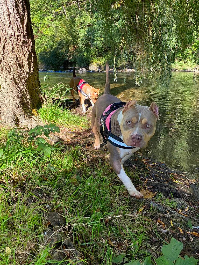 Athéna participe au concours pour gagner de l'argent avec cette photo : adventure, canidae, carnivore, collar, companion_dog, dog, dog_breed, dog_collar, fawn, grass, groundcover, non_sporting_group, plant, soil, sporting_group, tail, terrestrial_animal, tree, water, working_animal