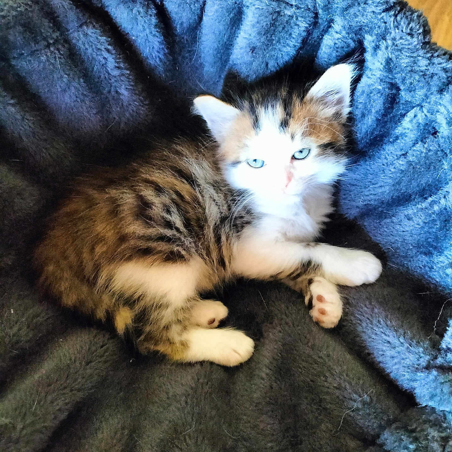 Willow a rejoint le concours — aidez-le/la à gagner de superbes lots ! abyssinian, animal, blanket, cat, couch, furniture, hardwood, homedecor, kitten, laundry, linen, manx, person, pet, quilt, siamese, sleeping, towel, wood