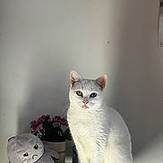 Arya Stark participe au concours pour gagner de l'argent avec cette photo : animal, blue_eye, cat, cute, decor, feline, flower_pot, heterochromia, indoor, octopus_plush, pet, pink_flowers, plush_toy, portrait, shadow, sitting, soft_light, table, white_cat, yellow_eye