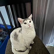 Chomper joined the competition — help win amazing prizes! animal, cat, chair, closeup, cozy, curious, curtain, domestic_cat, fur, furniture, gray_spots, home, indoor, looking_up, pet, sitting, tail, whiskers, white_cat, wooden_chair