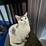 animal, cat, chair, closeup, cozy, curious, curtain, domestic_cat, fur, furniture, gray_spots, home, indoor, looking_up, pet, sitting, tail, whiskers, white_cat, wooden_chair