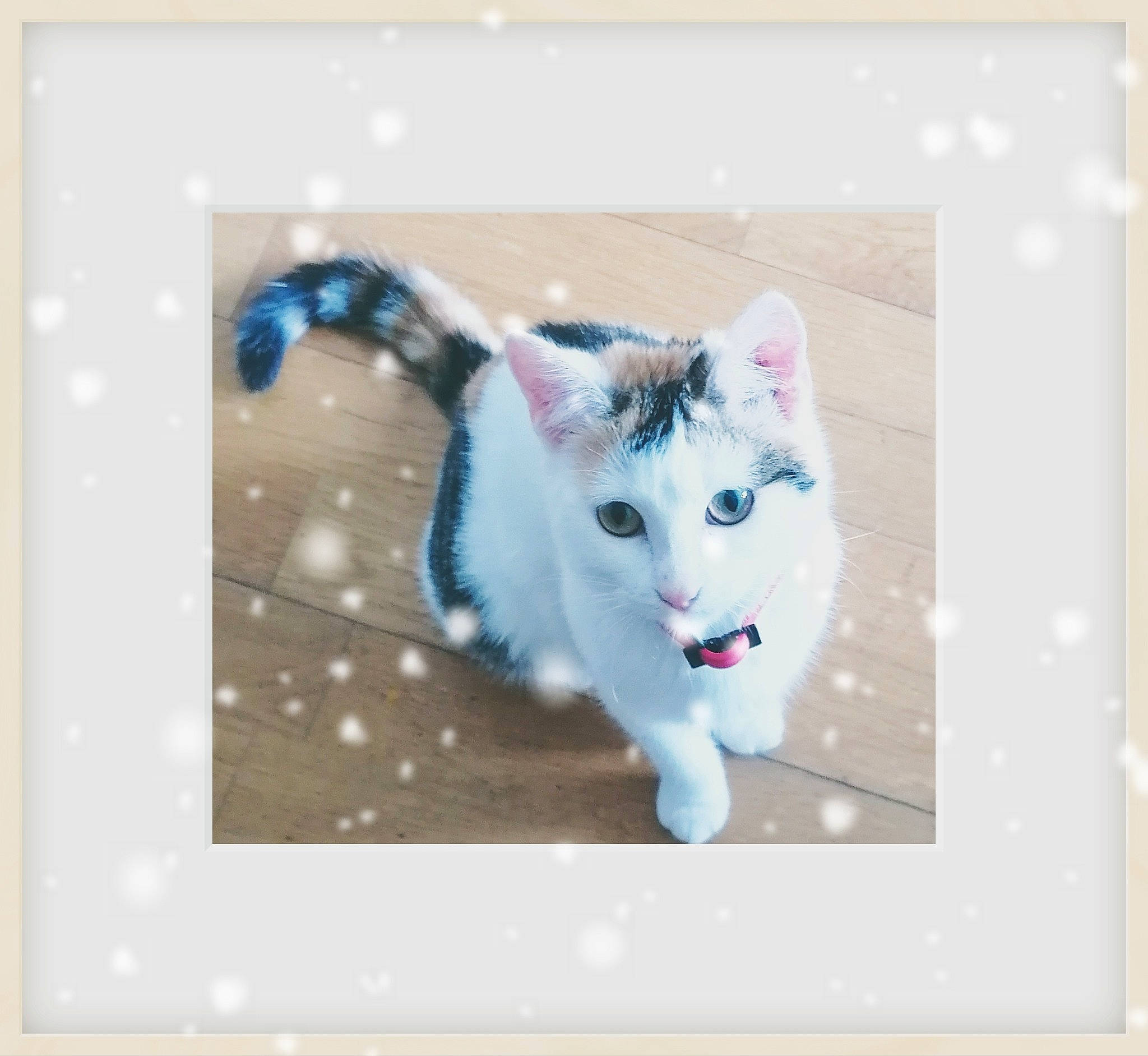 Siggy La Viking participe au concours pour gagner de l'argent avec cette photo : art, carnivore, cat, creative_arts, domestic_short_haired_cat, electric_blue, felidae, font, fur, gesture, graphics, pattern, paw, photo_caption, picture_frame, rectangle, small_to_medium_sized_cats, snout, tail, whiskers