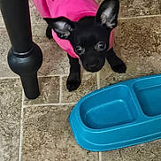 Inky is registered to the contest to win money with this photo: dog, puppy, black_dog, pink_shirt, pet_bowl, blue_bowl, floor_tile, curious, ears, indoor, pet, animal, looking_up, small_dog, young_dog, table_leg, companion, domestic, cute, canine