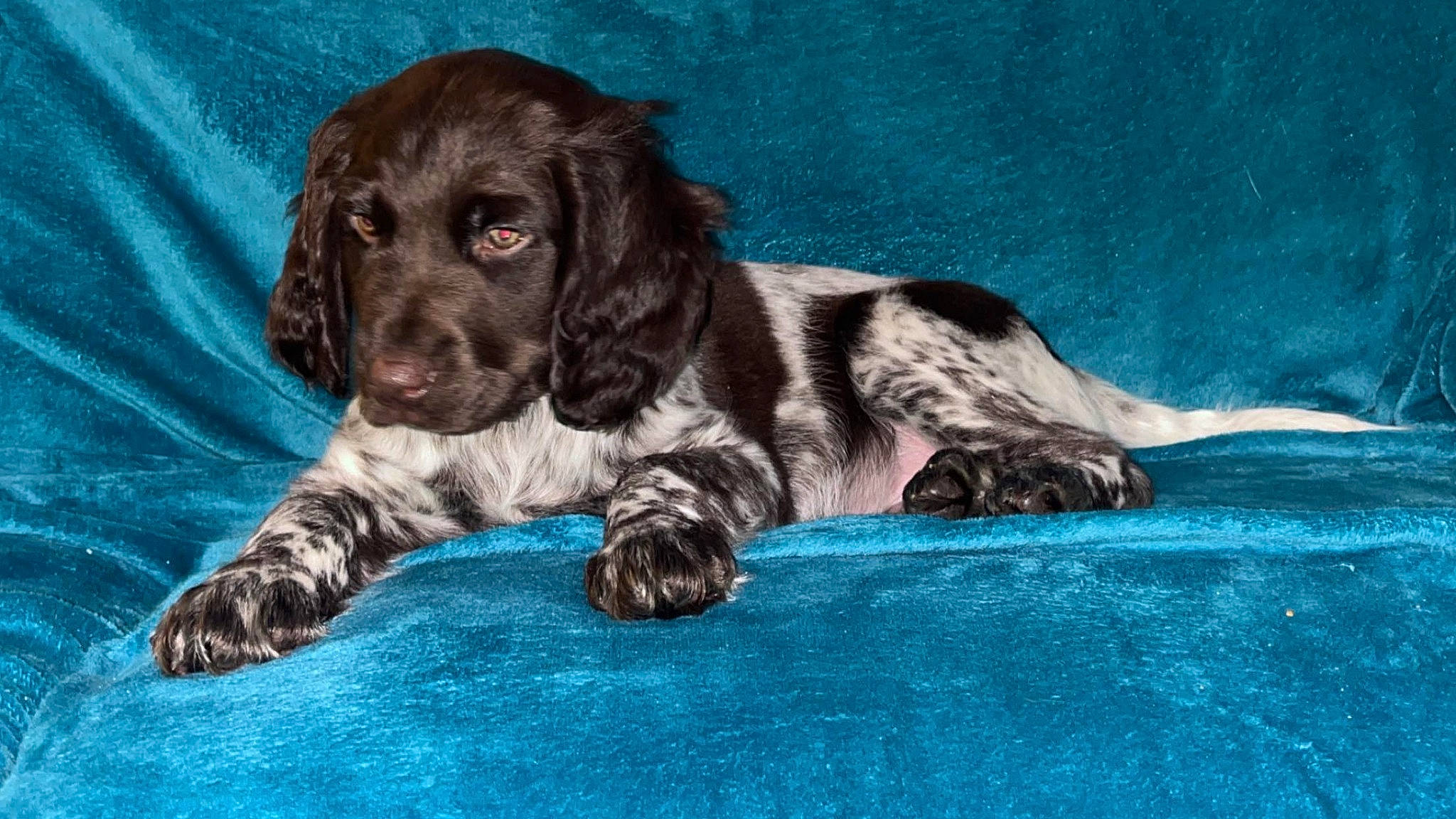 Vegas participe au concours pour gagner de l'argent avec cette photo : borador, canidae, carnivore, companion_dog, dog, dog_breed, dog_collar, fur, gun_dog, hunting_dog, liver, mat, snout, spaniel, sporting_group, terrestrial_animal, whiskers, working_animal, working_dog