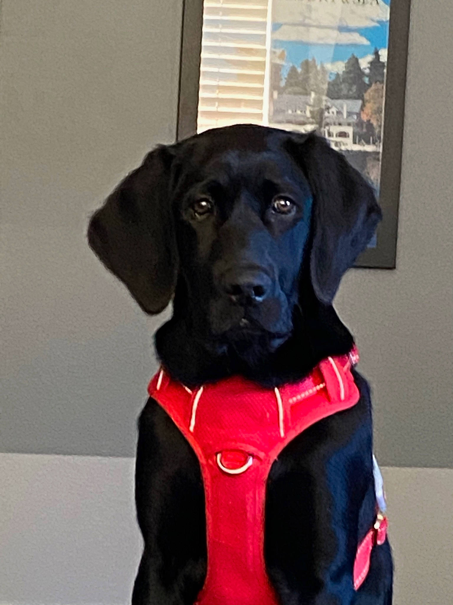 Ferris is registered to the contest to win money with this photo: borador, canidae, carnivore, collar, companion_dog, dog, dog_breed, dog_collar, dog_supply, electric_blue, fashion_accessory, fur, leash, liver, personal_protective_equipment, pet_supply, sleeve, snout, sporting_group, working_animal