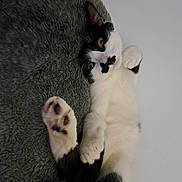 Minnie Moo is registered to the contest to win money with this photo: cat, black_and_white, paw, lying_down, fluffy_blanket, relaxed, indoor, pet, fur, whiskers, curious, cute, animal, mammal, resting, cozy, soft_texture, closeup, feline, portrait