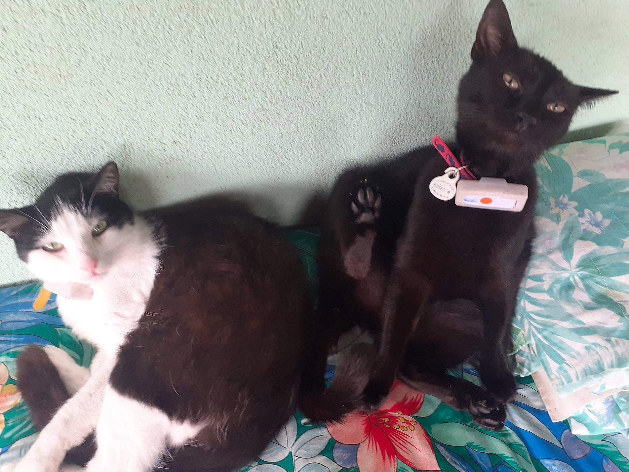 Saphir a rejoint le concours — aidez-le/la à gagner de superbes lots ! black_cat, bombay, carnivore, cat, cat_supply, claw, comfort, dog_breed, domestic_short_haired_cat, felidae, fur, grass, paw, small_to_medium_sized_cats, tail, whiskers