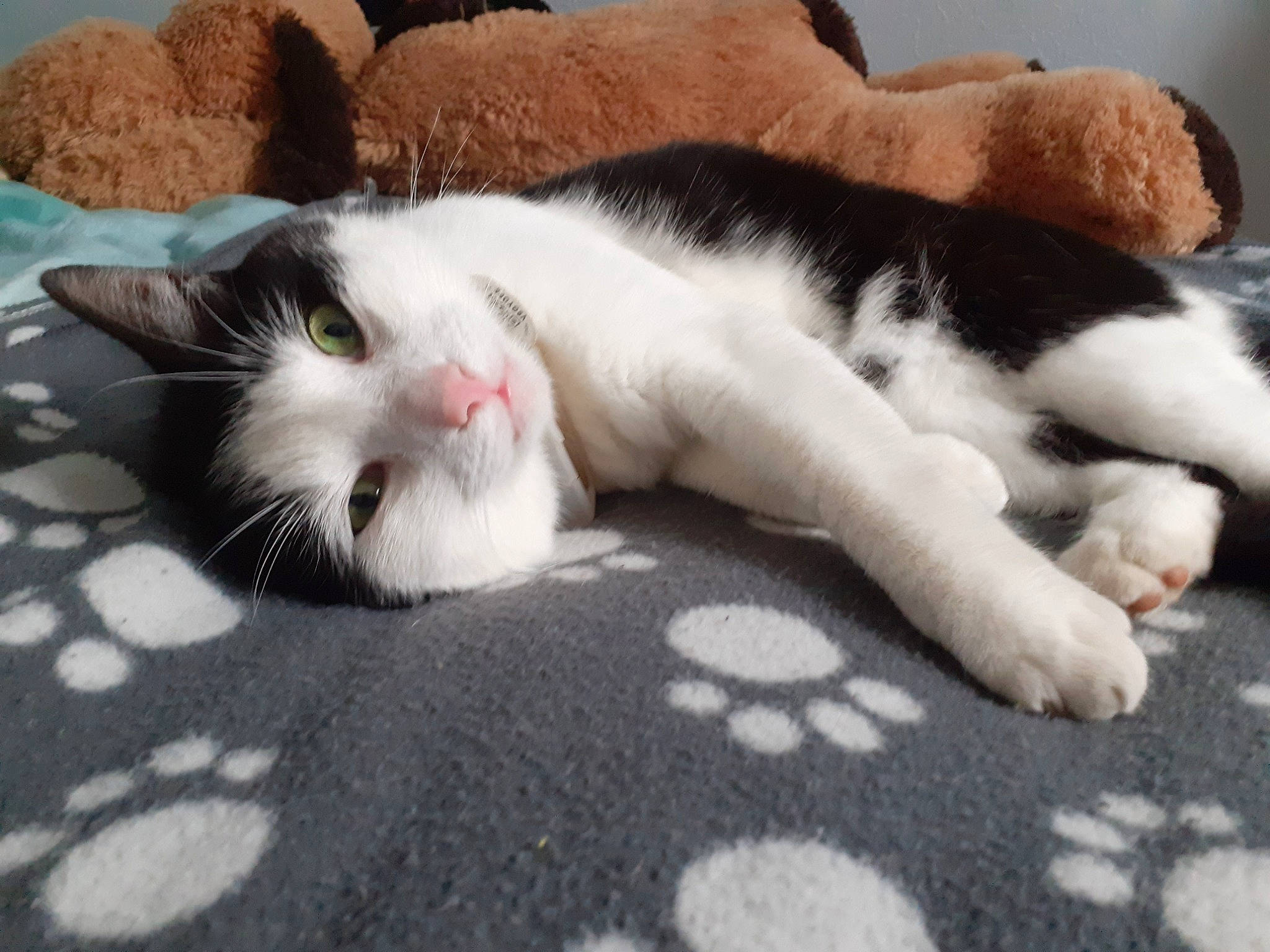 Saphir participe au concours pour gagner de l'argent avec cette photo : carnivore, cat, claw, comfort, domestic_short_haired_cat, felidae, flooring, fur, nap, paw, sleep, small_to_medium_sized_cats, snout, tail, terrestrial_animal, vertebrate, whiskers