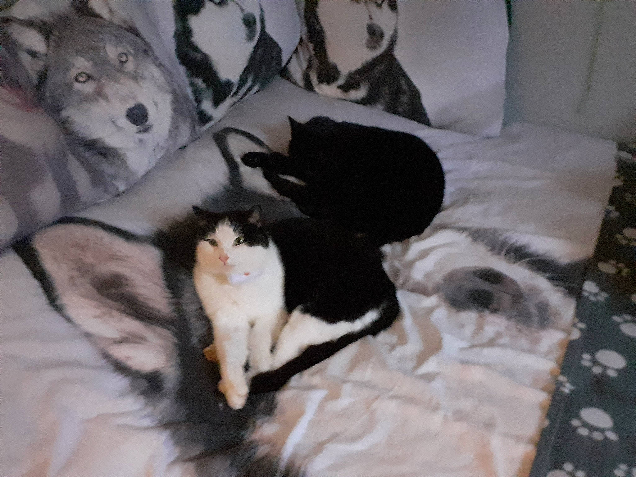 Saphir a rejoint le concours — aidez-le/la à gagner de superbes lots ! bed, bed_sheet, bedding, canidae, carnivore, cat, comfort, dog_breed, domestic_short_haired_cat, duvet, felidae, fur, grey, linens, nap, room, small_to_medium_sized_cats, sporting_group, tail, whiskers