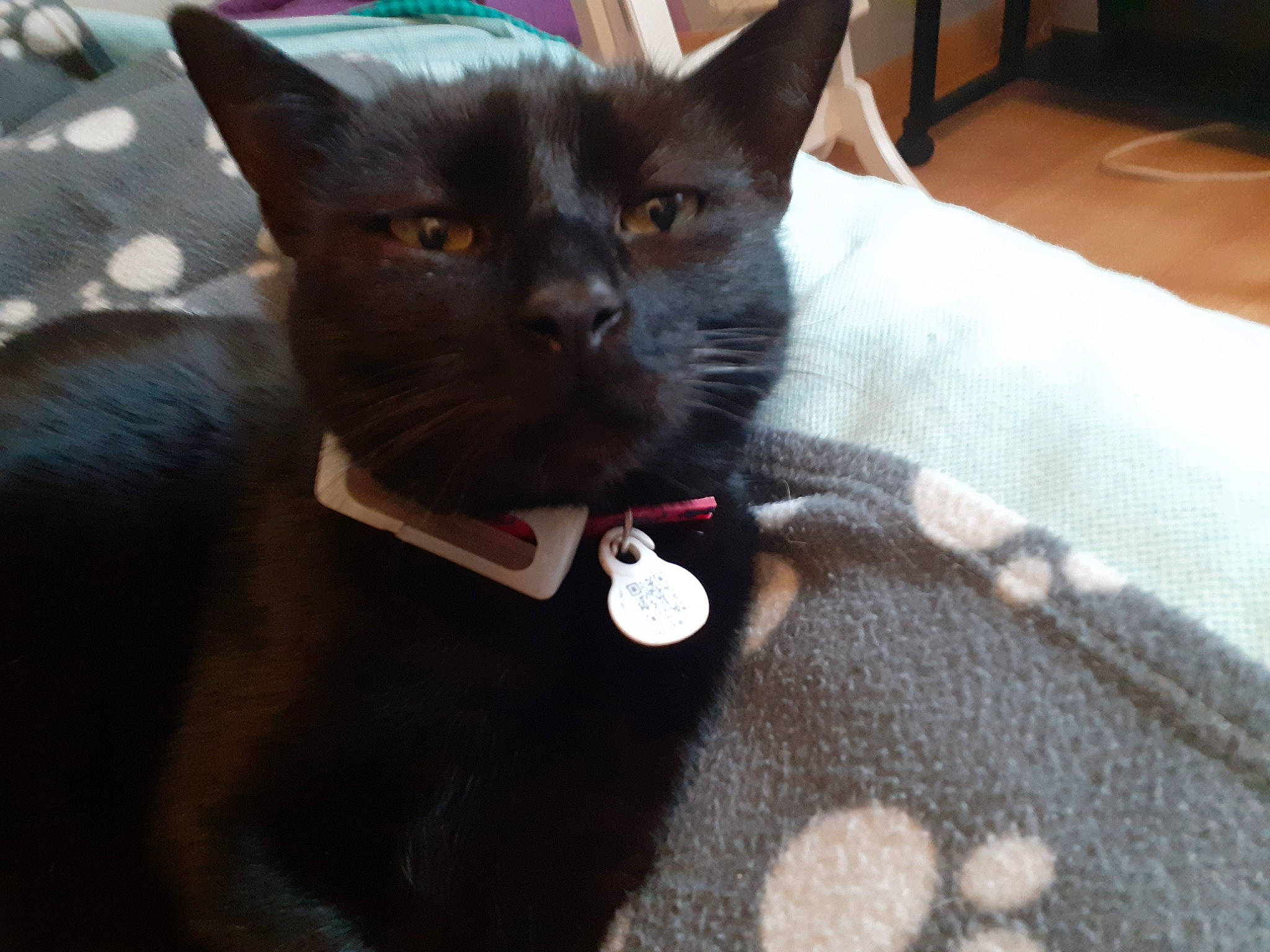 Rubis participe au concours pour gagner de l'argent avec cette photo : black_cat, bombay, carnivore, cat, claw, collar, comfort, domestic_short_haired_cat, ear, felidae, fur, havana_brown, small_to_medium_sized_cats, snout, whiskers