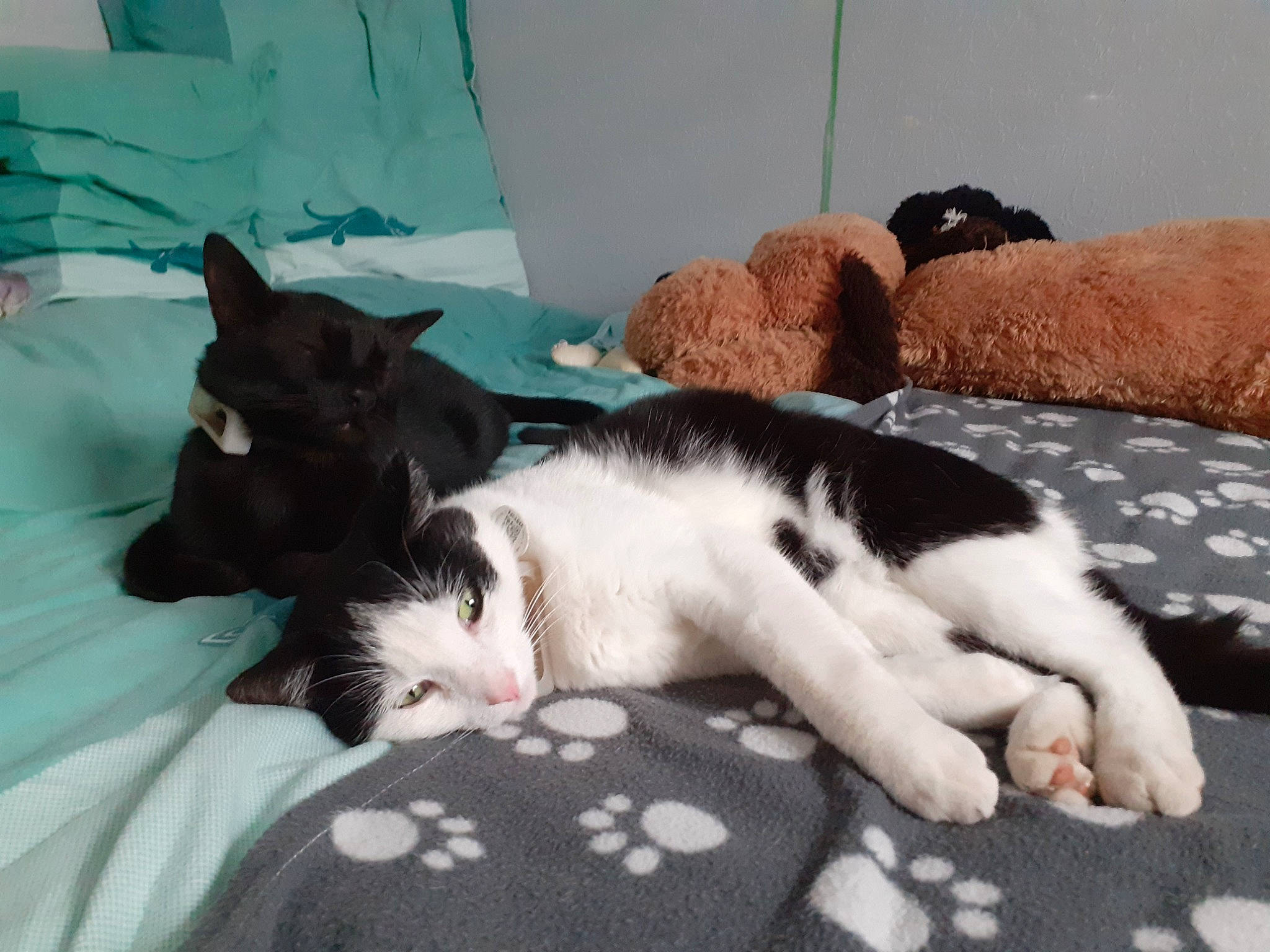 Rubis participe au concours pour gagner de l'argent avec cette photo : bed_sheet, bedding, carnivore, cat, cat_supply, comfort, domestic_short_haired_cat, duvet, felidae, fur, linens, mammal, nap, pattern, room, small_to_medium_sized_cats, tail, textile, vertebrate, whiskers