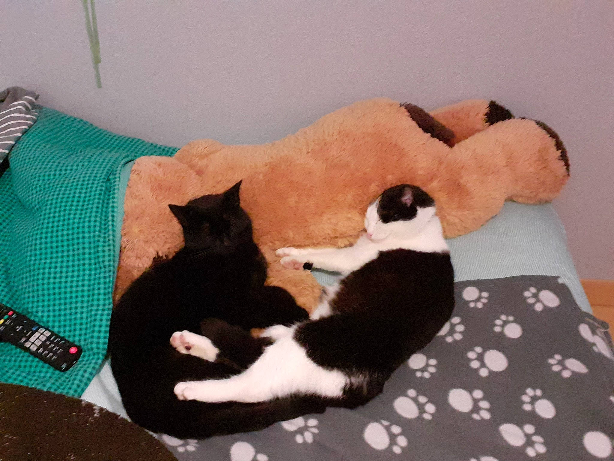 Rubis a rejoint le concours — aidez-le/la à gagner de superbes lots ! bed, bedding, carnivore, cat, cat_supply, comfort, companion_dog, dog_breed, domestic_short_haired_cat, fawn, felidae, flooring, fur, hardwood, linens, paw, small_to_medium_sized_cats, tail, whiskers, wood