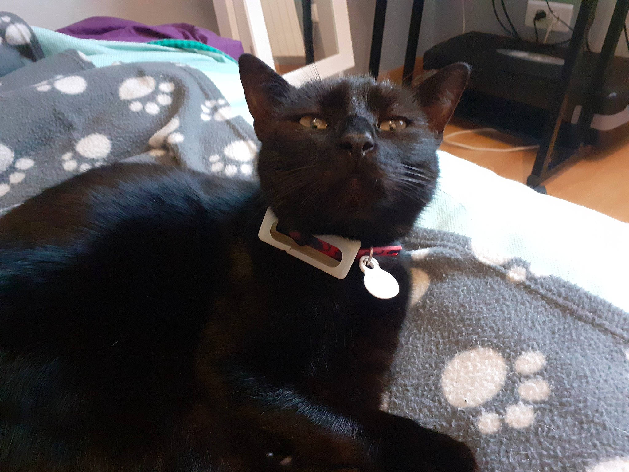 Rubis a rejoint le concours — aidez-le/la à gagner de superbes lots ! black_cat, bombay, carnivore, cat, cat_supply, collar, comfort, domestic_short_haired_cat, fashion_accessory, felidae, fur, grey, havana_brown, houseplant, pattern, pet_supply, small_to_medium_sized_cats, snout, tail, whiskers