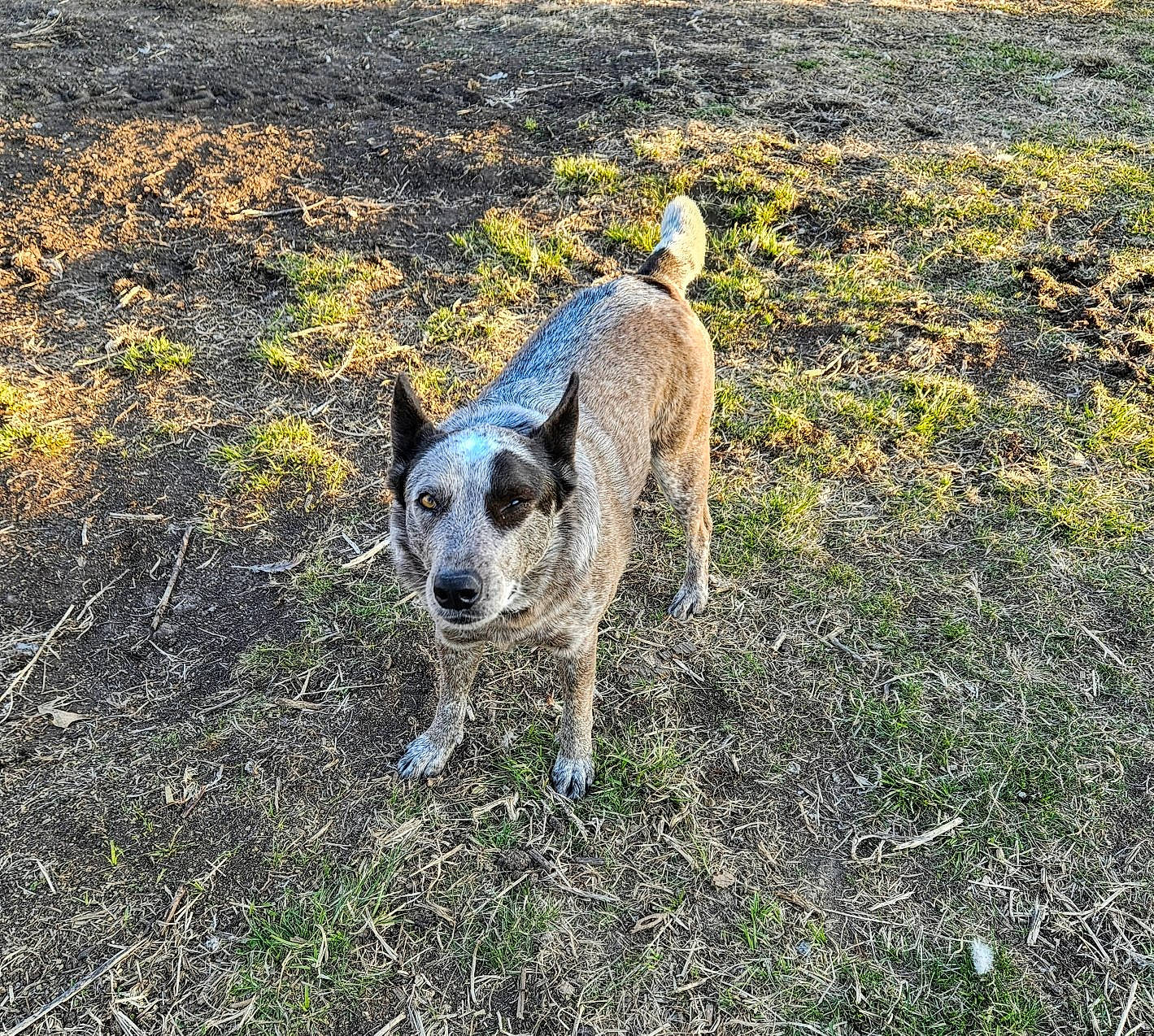 Pepper joined the competition — help win amazing prizes! australian_cattle_dog, australian_stumpy_tail_cattle_dog, canidae, carnivore, companion_dog, dog, dog_breed, grass, grassland, hunting_dog, pasture, plant, soil, sporting_group, tail, terrestrial_animal, texas_heeler, walking, working_animal, working_dog