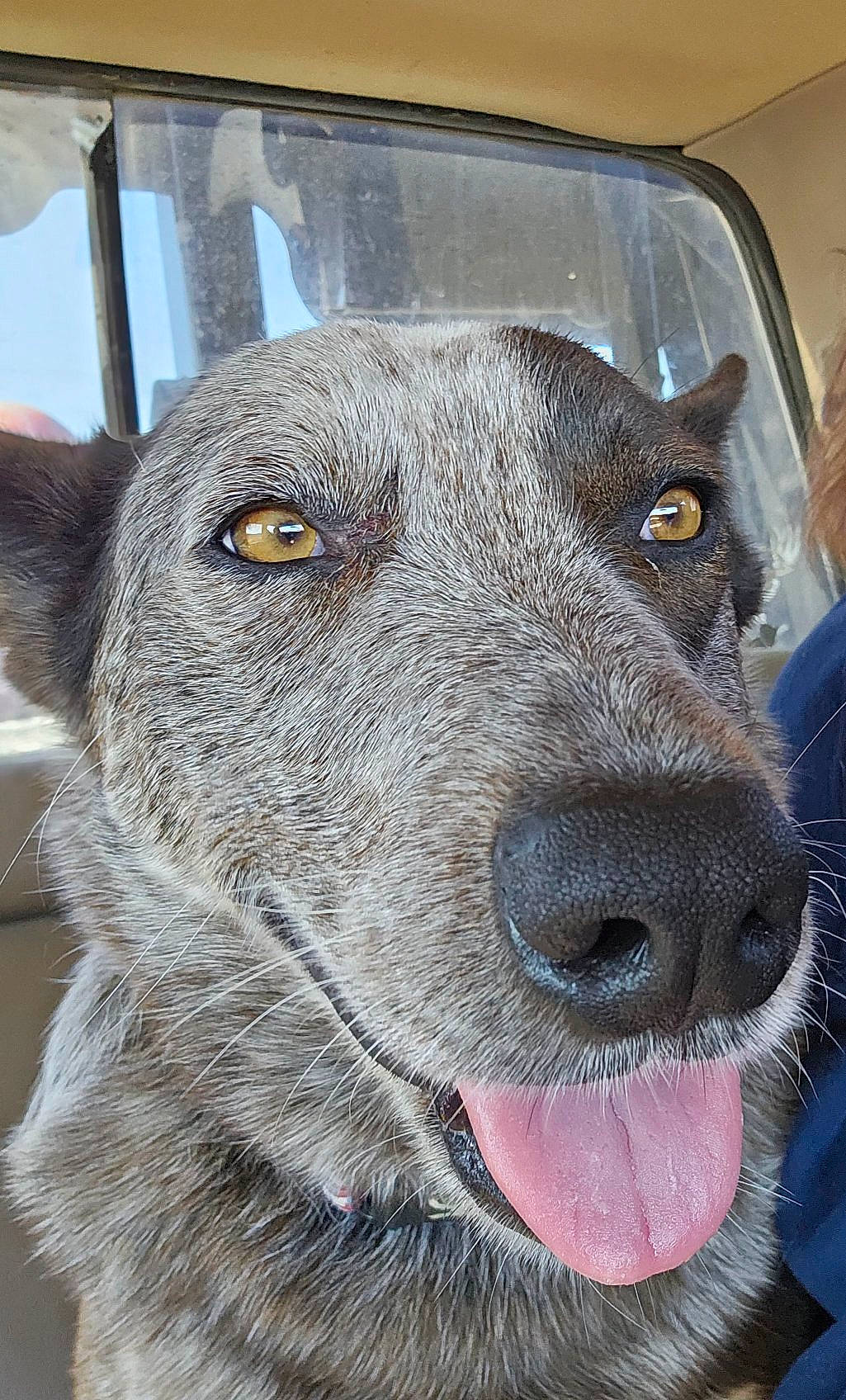 Pepper is registered to the contest to win money with this photo: ancient_dog_breeds, automotive_tire, canidae, carnivore, collar, companion_dog, dog, dog_breed, electric_blue, eye, fawn, fur, snout, sporting_group, terrestrial_animal, whiskers, working_animal, working_dog