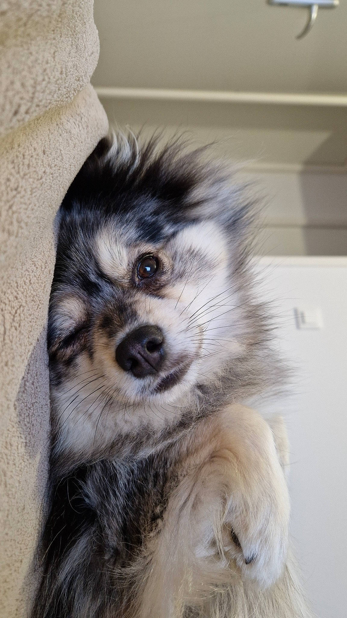 Loki a rejoint le concours — aidez-le/la à gagner de superbes lots ! ancient_dog_breeds, canidae, canis, carnivore, companion_dog, dog, dog_breed, fur, german_spitz_klein, german_spitz_mittel, non_sporting_group, small_terrier, snout, sporting_group, terrestrial_animal, toy_dog, whiskers, wildlife, working_animal, working_dog