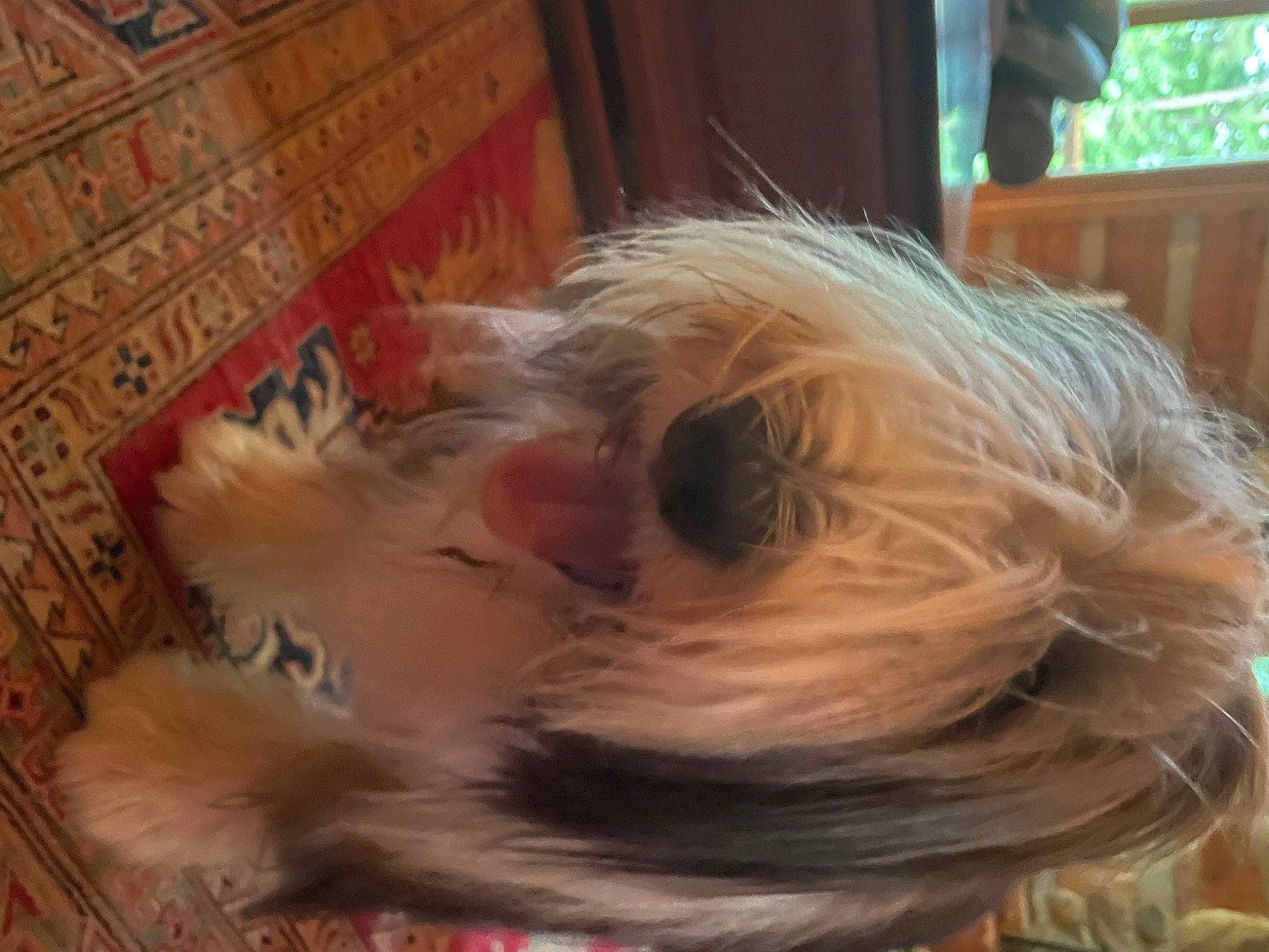 Tommy joined the competition — help win amazing prizes! canidae, carnivore, companion_dog, dog, dog_breed, fawn, felidae, flooring, fur, hardwood, liver, room, small_terrier, small_to_medium_sized_cats, sporting_group, tail, terrier, toy_dog, whiskers, wood