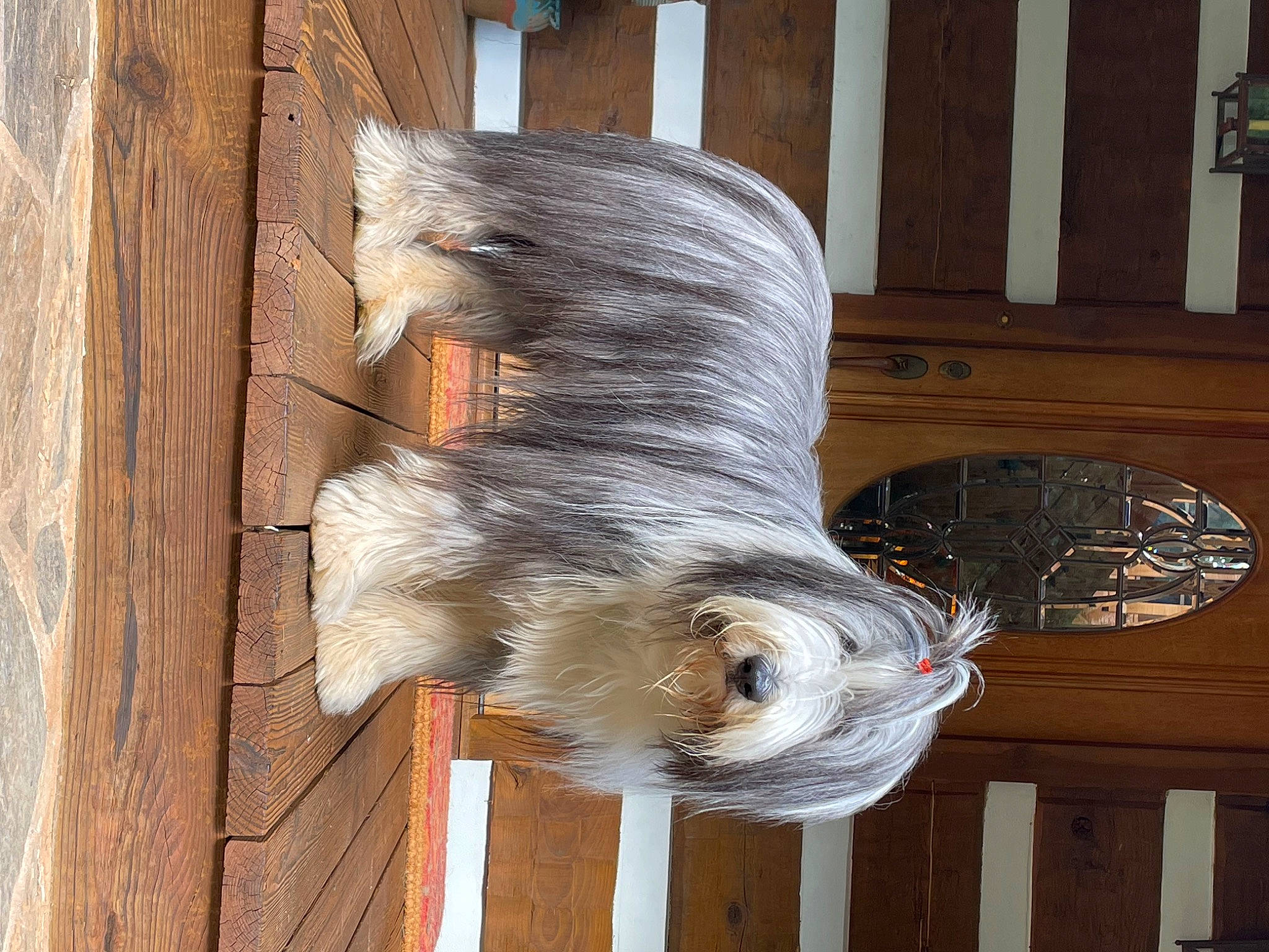 Tommy joined the competition — help win amazing prizes! beak, feather, felidae, fur, hardwood, house, lumber, natural_material, plank, plant, plywood, tail, terrestrial_animal, trunk, varnish, window, wood, wood_stain, wool