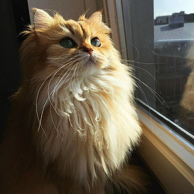 Lalie participe au concours pour gagner de l'argent avec cette photo : british_longhair, carnivore, cat, fawn, felidae, fur, maine_coon, persian, small_to_medium_sized_cats, snout, tail, terrestrial_animal, whiskers, window, wood
