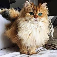 Lalie a rejoint le concours — aidez-le/la à gagner de superbes lots ! british_longhair, carnivore, cat, comfort, fawn, felidae, fur, persian, small_to_medium_sized_cats, snout, terrestrial_animal, whiskers