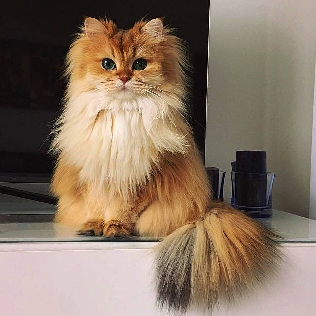 Lalie a rejoint le concours — aidez-le/la à gagner de superbes lots ! british_longhair, carnivore, cat, companion_dog, fashion_accessory, fawn, felidae, flooring, fur, persian, small_to_medium_sized_cats, snout, tail, terrestrial_animal, whiskers, wood