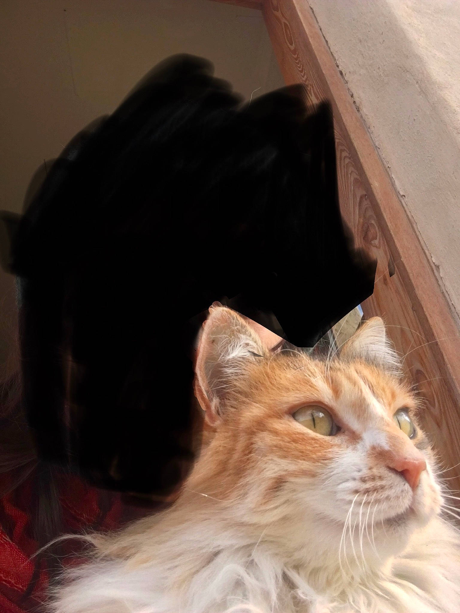 Cristalline a rejoint le concours — aidez-le/la à gagner de superbes lots ! carnivore, cat, comfort, domestic_short_haired_cat, fawn, felidae, flooring, fur, mammal, sitting, small_to_medium_sized_cats, snout, tail, terrestrial_animal, whiskers, window, wood