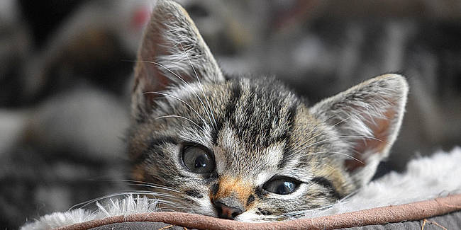Alim a rejoint le concours — aidez-le/la à gagner de superbes lots ! carnivore, cat, claw, close_up, domestic_short_haired_cat, felidae, fur, grass, macro_photography, nature, paw, sand, small_to_medium_sized_cats, snout, terrestrial_animal, whiskers, wildlife
