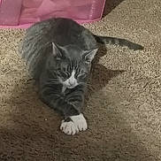 Leo joined the competition — help win amazing prizes! cat, tabby_cat, white_paws, carpet, indoor, pet, animal, relaxed, lying_down, stretching, storage_container, pink, box, floral_pattern, feline, domestic_cat, fur, whiskers, tail, resting