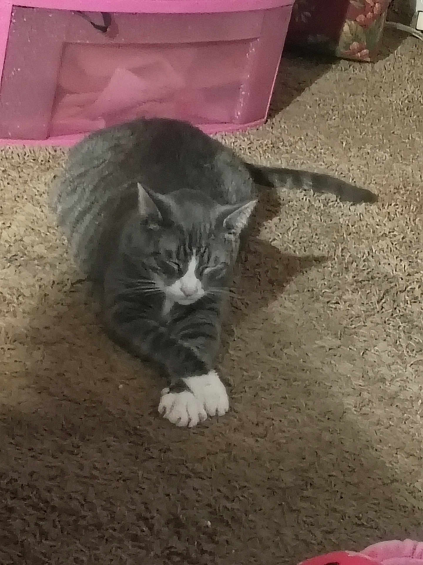 Leo