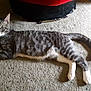 cat, tabby, pet, animal, indoor, carpet, white_paws, relaxed, feline, curious, home, floor, resting, looking, domestic, mammal, whiskers, tail, ears, four_legs