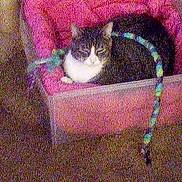 Leo joined the competition — help win amazing prizes! animal, black_and_white, box, cat, colorful_toy, cozy, cushion, domestic, feline, furniture, furry, home, indoor, pet, pink_cushion, playful, relaxing, resting, soft, toy