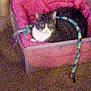 cat, pink_cushion, box, toy, indoor, feline, pet, resting, colorful_toy, furniture, animal, domestic, black_and_white, cozy, cushion, soft, relaxing, home, furry, playful