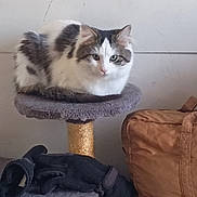 Mini Pig is registered to the contest to win money with this photo: cat, animal, pet, feline, cat_tree, indoor, perched, white, gray, fur, leather_bag, glove, cozy, resting, looking, curious, calm, domestic, household, background