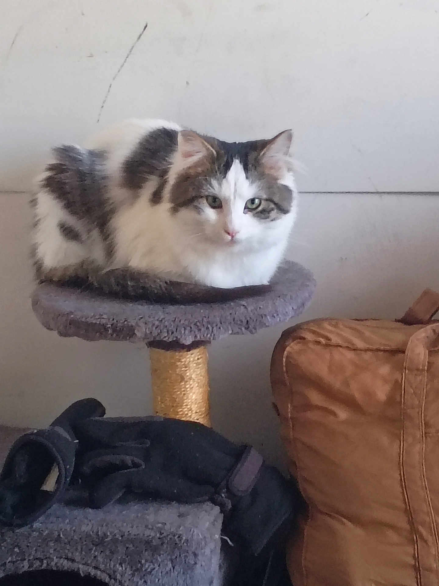 Mini Pig is registered to the contest to win money with this photo: cat, animal, pet, feline, cat_tree, indoor, perched, white, gray, fur, leather_bag, glove, cozy, resting, looking, curious, calm, domestic, household, background