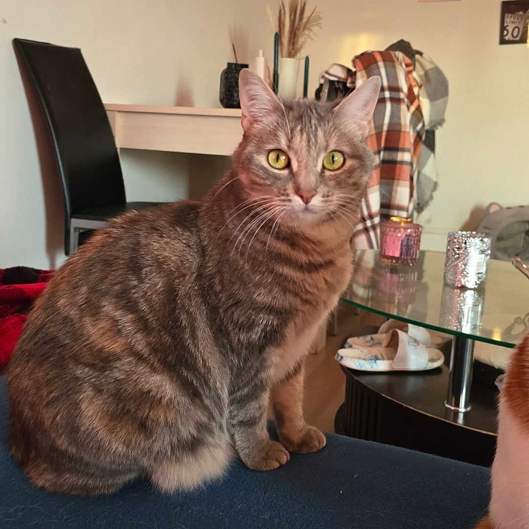 Kawai participe au concours pour gagner de l'argent avec cette photo : animal, architecture, art, building, cat, couch, diningroom, diningtable, furniture, indoors, interiordesign, livingroom, painting, person, pet, plant, pottedplant, room, table, wood