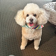 Frankie joined the competition — help win amazing prizes! dog, poodle, pet, indoor, carpet, bandana, cute, fluffy, animal, canine, smiling, tongue_out, happy, fur, bed, cozy, small_dog, domestic, companion, friendly