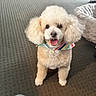 dog, poodle, pet, indoor, carpet, bandana, cute, fluffy, animal, canine, smiling, tongue_out, happy, fur, bed, cozy, small_dog, domestic, companion, friendly