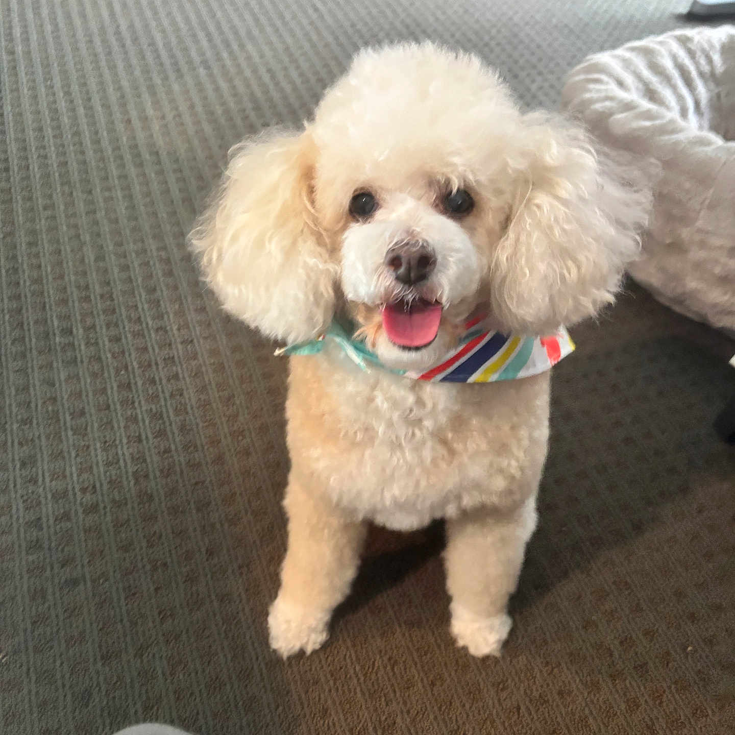 Frankie