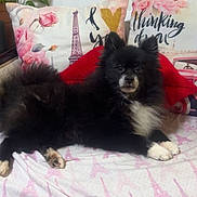 Maia Delgado is registered to the contest to win money with this photo: black_fur, blanket, couch, cozy, cute, dog, eiffel_tower_pattern, flower_pattern, fluffy, home_decor, indoor, pet, pillow, plant, red_pillow, relaxed, resting, small_dog, text, white_fur